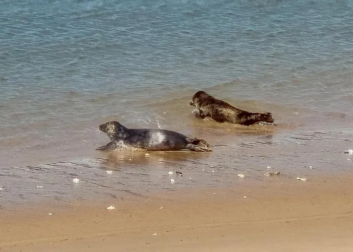 Apartment Park Fenomenaal App Met Zwembad En Gym! *